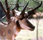 Conservation easements will help preserve grassland habitat for many important species such as the n